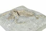 Fossil Crinoid Plate (Two Species) - Crawfordsville, Indiana #325653-1